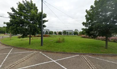 Charollais Dominique