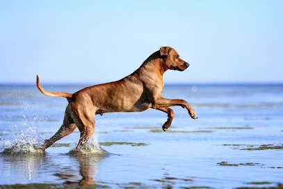 Cabinet vétérinaire Vetokine Occitanie