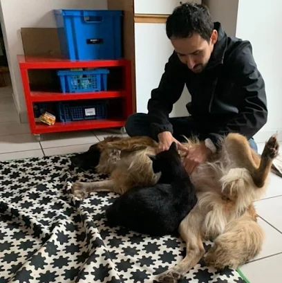 H.Hamadi - Ostéopathe animalier (Equin, Bovin, Canin)