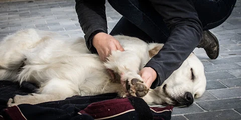 Juliette Cavoit Ostéopathe pour animaux