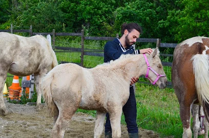 Ostéopathe Animalier - Flavien Gaudard